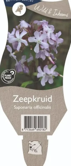 Saponaria officinalis (Zeepkruid)