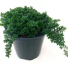 Satureja hortensis (Bonenkruid)
