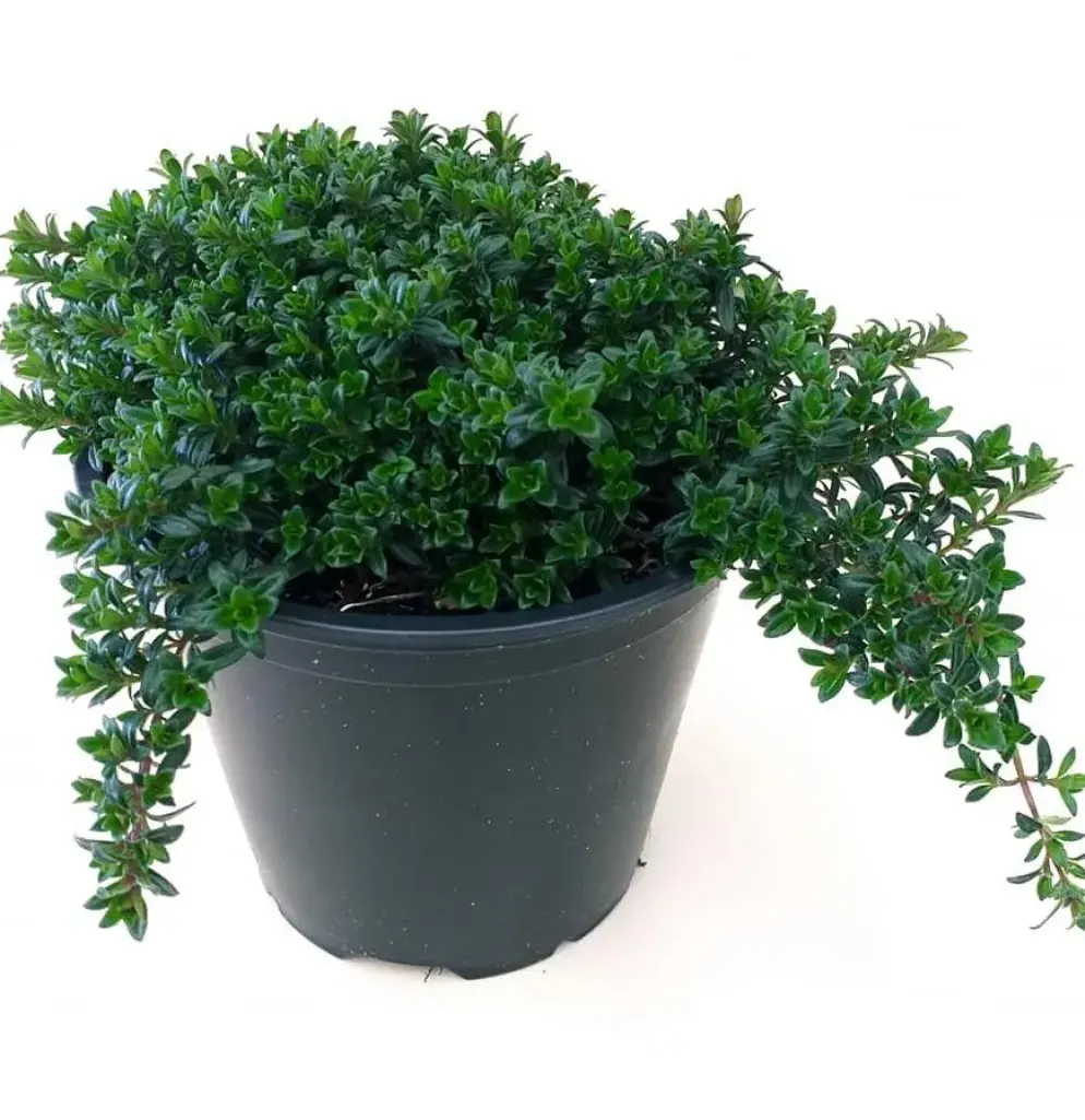 Satureja hortensis (Bonenkruid)