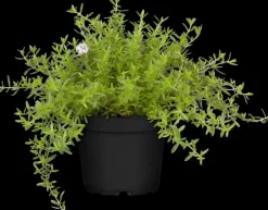 Satureja hortensis (Bonenkruid)