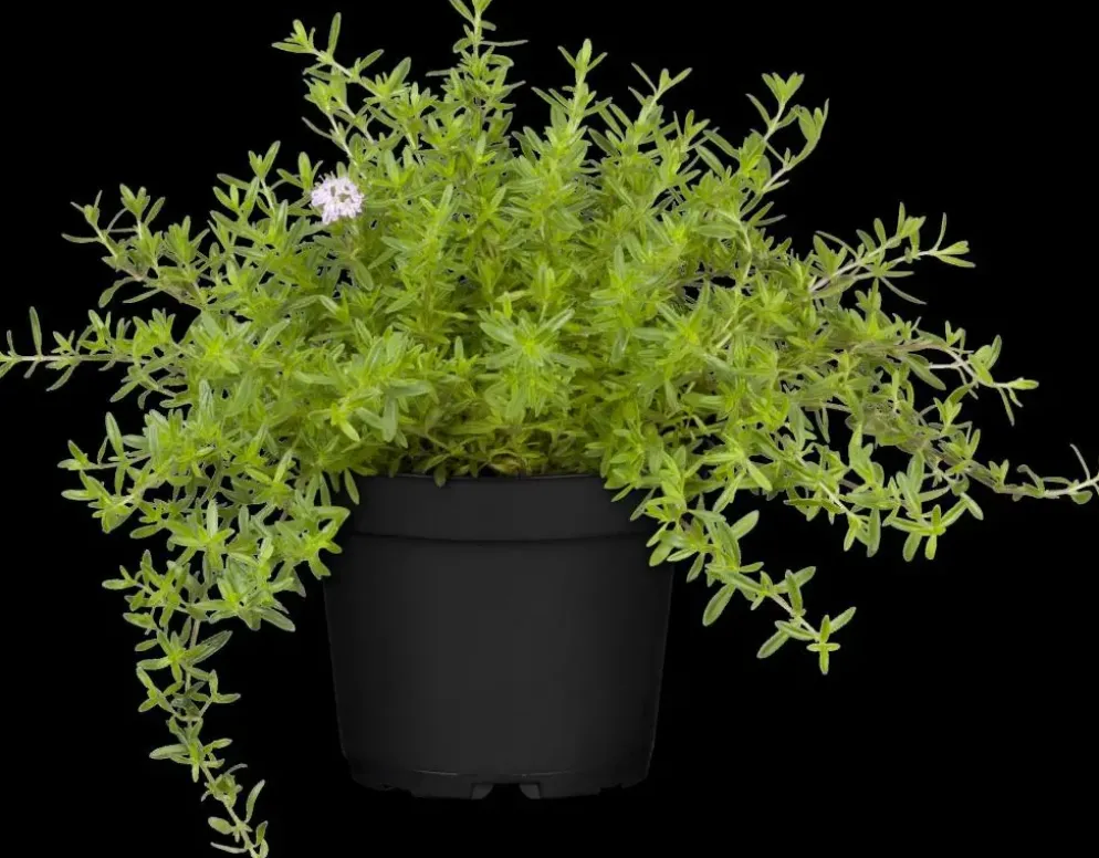 Satureja hortensis (Bonenkruid)
