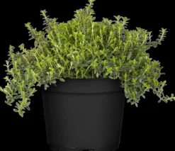 Satureja hortensis (Bonenkruid)