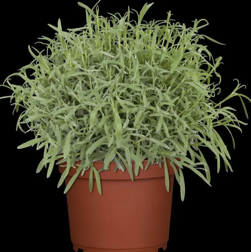 Satureja hortensis (Bonenkruid)