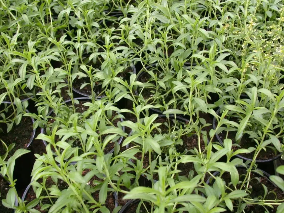 Satureja hortensis (Bonenkruid)