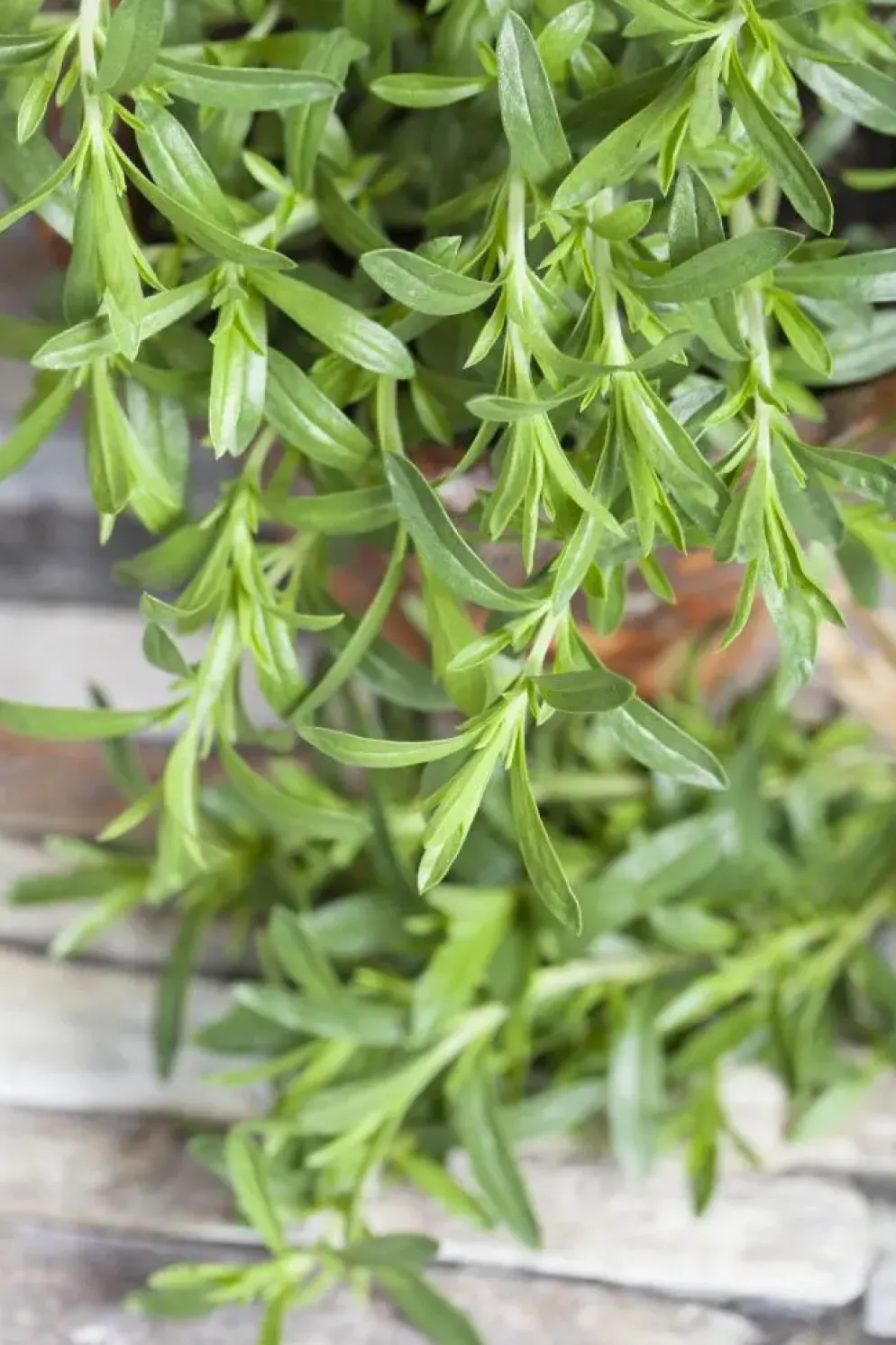 Satureja hortensis (Bonenkruid)