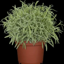 Satureja hortensis (Bonenkruid)