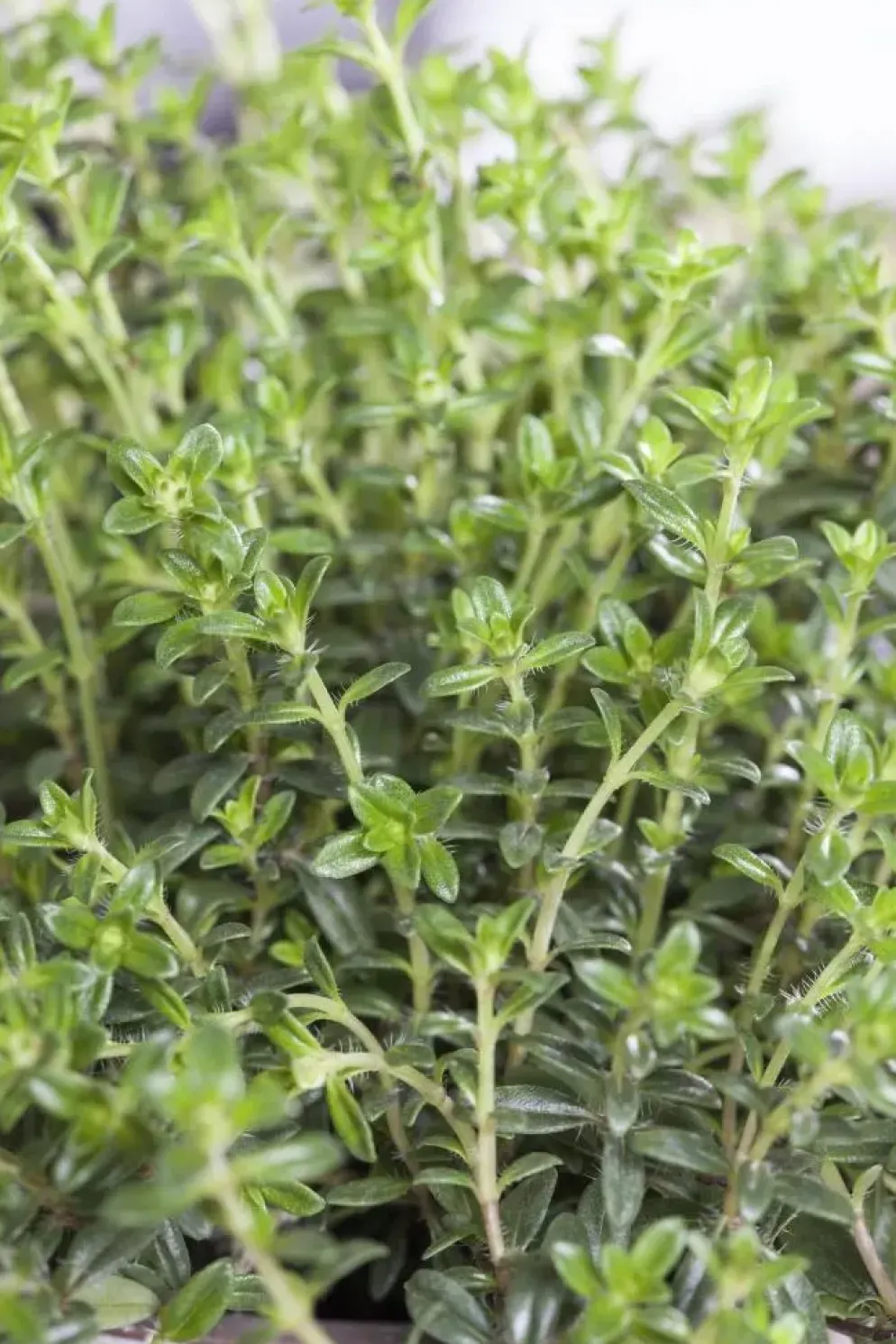 Satureja hortensis (Bonenkruid)