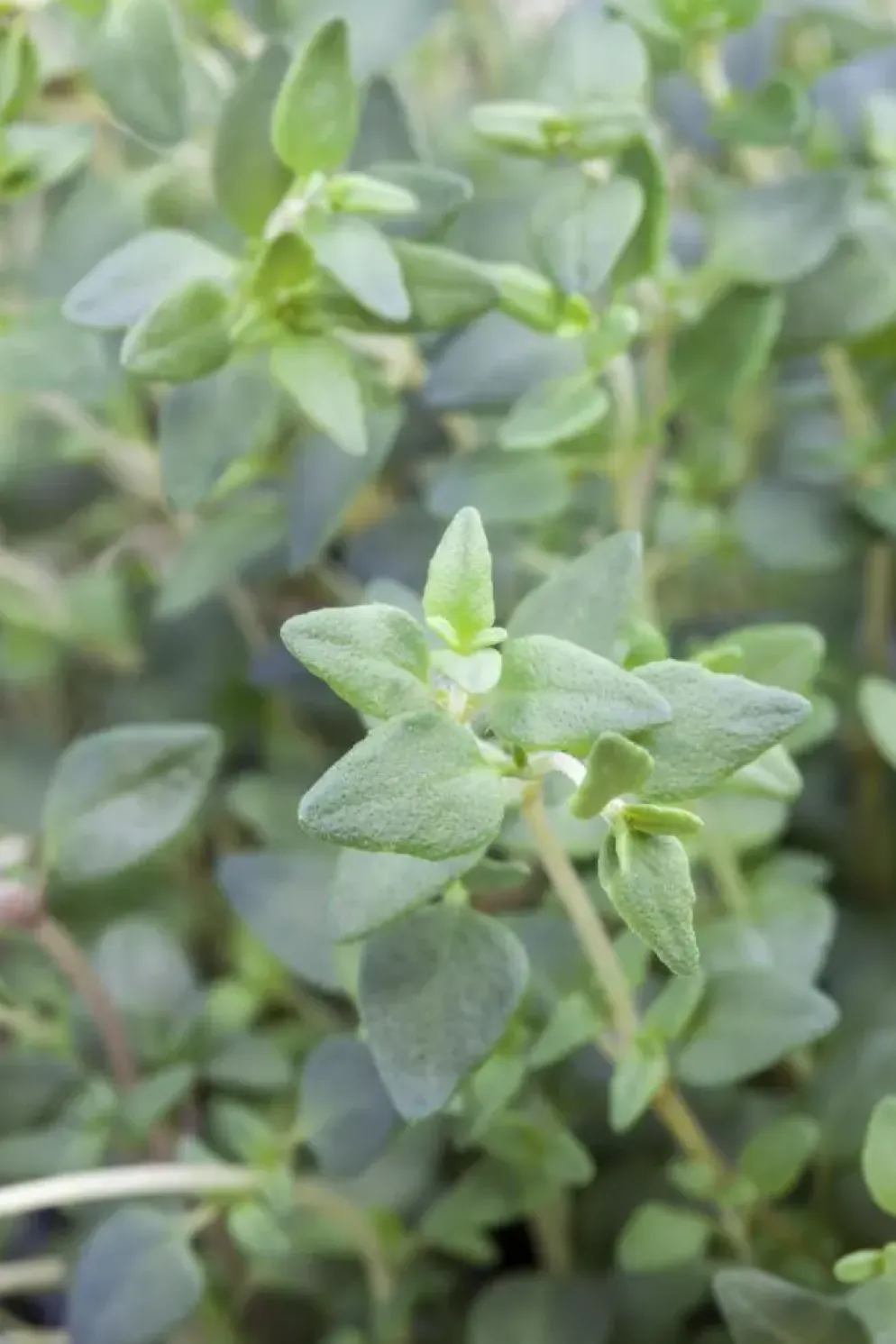 Satureja hortensis (Bonenkruid)