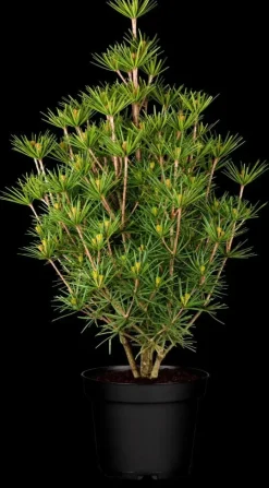 Sciadopitys verticillata 'Beauty Green' (Japanse parasolden 'Beauty Green')