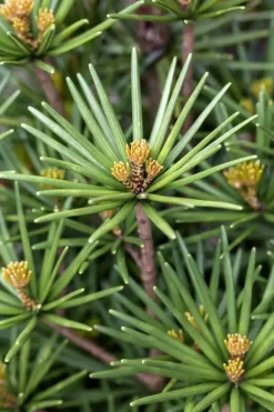 Sciadopitys verticillata 'Beauty Green' (Japanse parasolden 'Beauty Green')