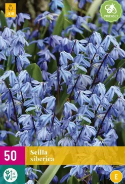 Scilla siberica 50 stuks