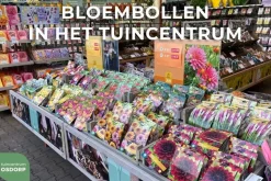 Scilla siberica 20 stuks