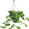 Scindapsus pictus 'Argyraeus' (Zilverrank) 40cm