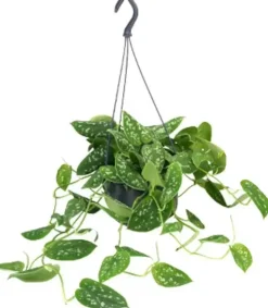 Scindapsus pictus 'Argyraeus' (Zilverrank) 40cm