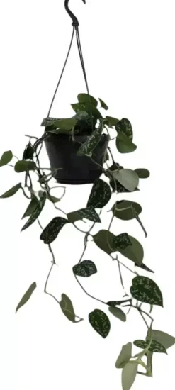 Scindapsus 'pictus' (drakenklimop) 40cm
