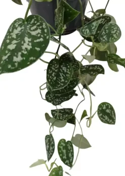 Scindapsus 'pictus' (drakenklimop) 40cm