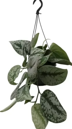 Scindapsus 'Pictus trebie' (drakenklimop) 40cm