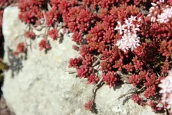 Sedum album 'Coral Carpet' (Vetkruid)