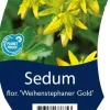 Sedum floriferum 'Weihenstephaner Gold' (Vetkruid)