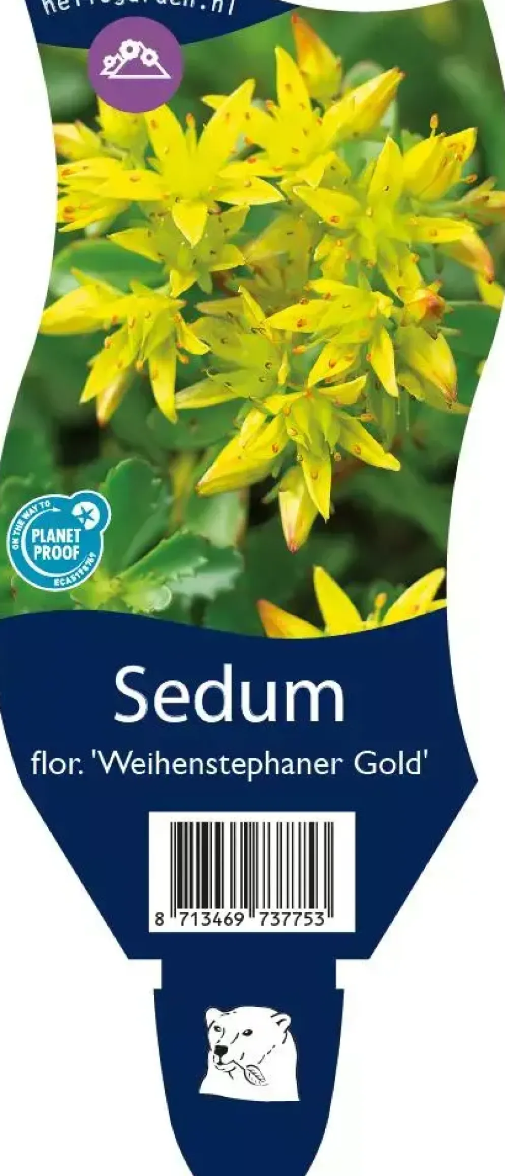 Sedum floriferum 'Weihenstephaner Gold' (Vetkruid)