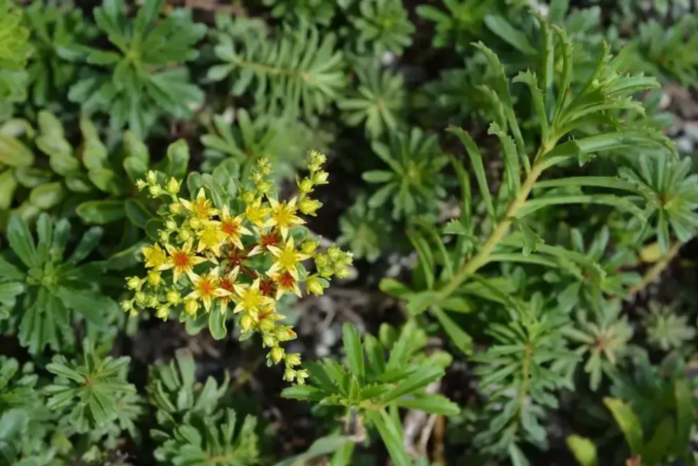 Sedum floriferum 'Weihenstephaner Gold' (Vetkruid)