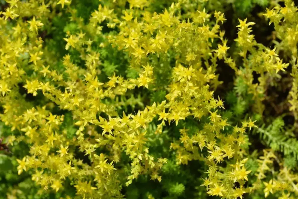 Sedum floriferum 'Weihenstephaner Gold' (Vetkruid)