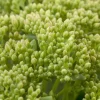 Sedum 'Herbstfreude' (Hemelsleutel)