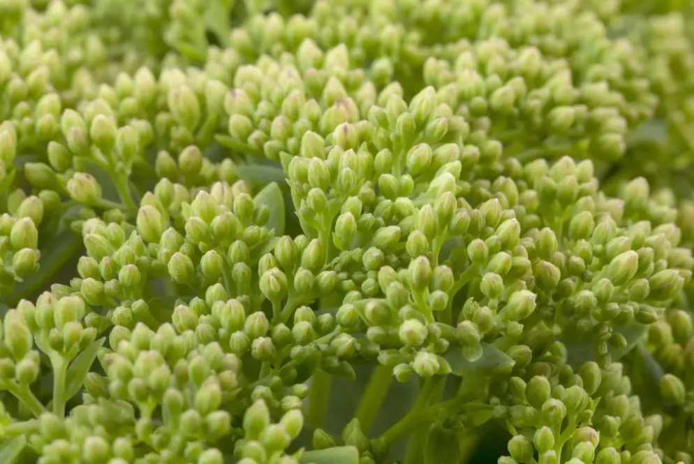 Sedum 'Herbstfreude' (Hemelsleutel)