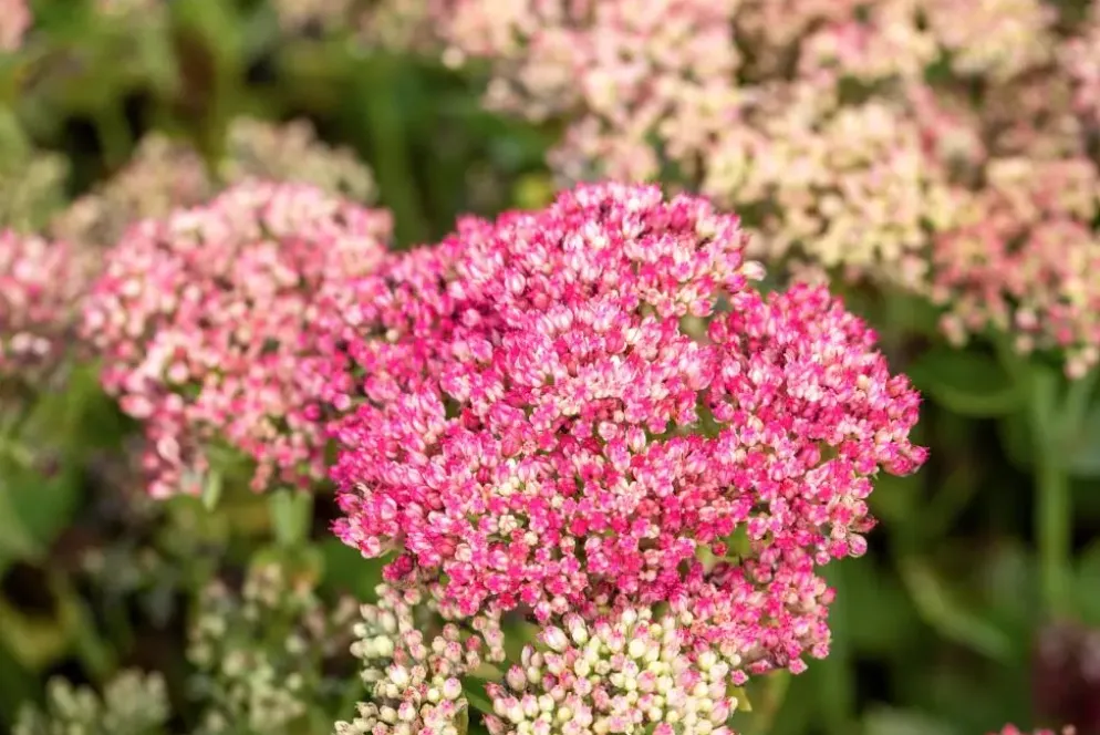 Sedum 'Herbstfreude' (Hemelsleutel)