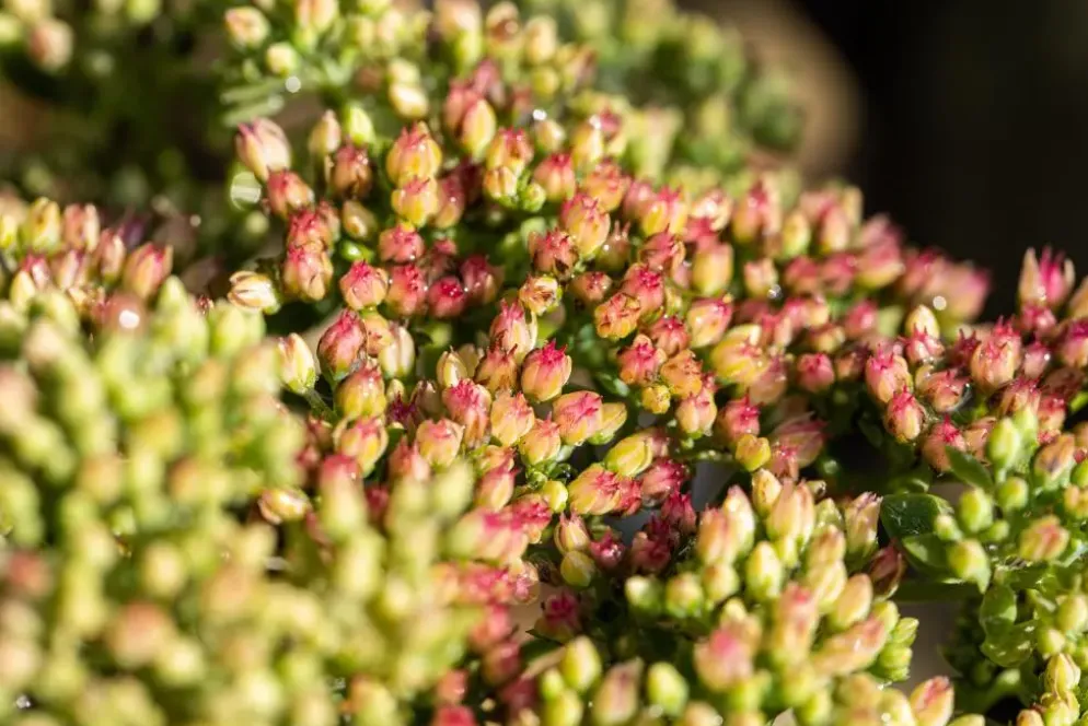 Sedum 'Herbstfreude' (Hemelsleutel)