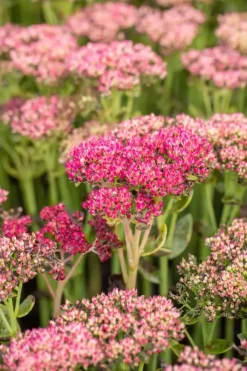 Sedum 'Herbstfreude' (Hemelsleutel)
