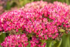 Sedum 'Herbstfreude' (Hemelsleutel)