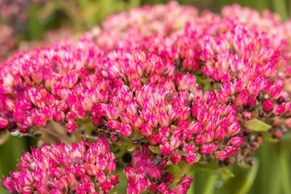 Sedum 'Herbstfreude' (Hemelsleutel)