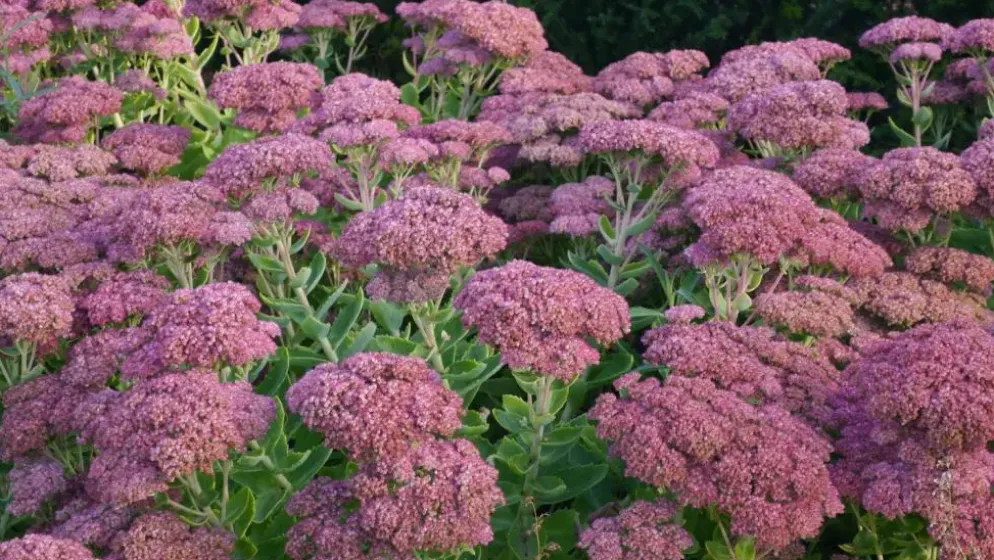 Sedum 'Herbstfreude' (Hemelsleutel)
