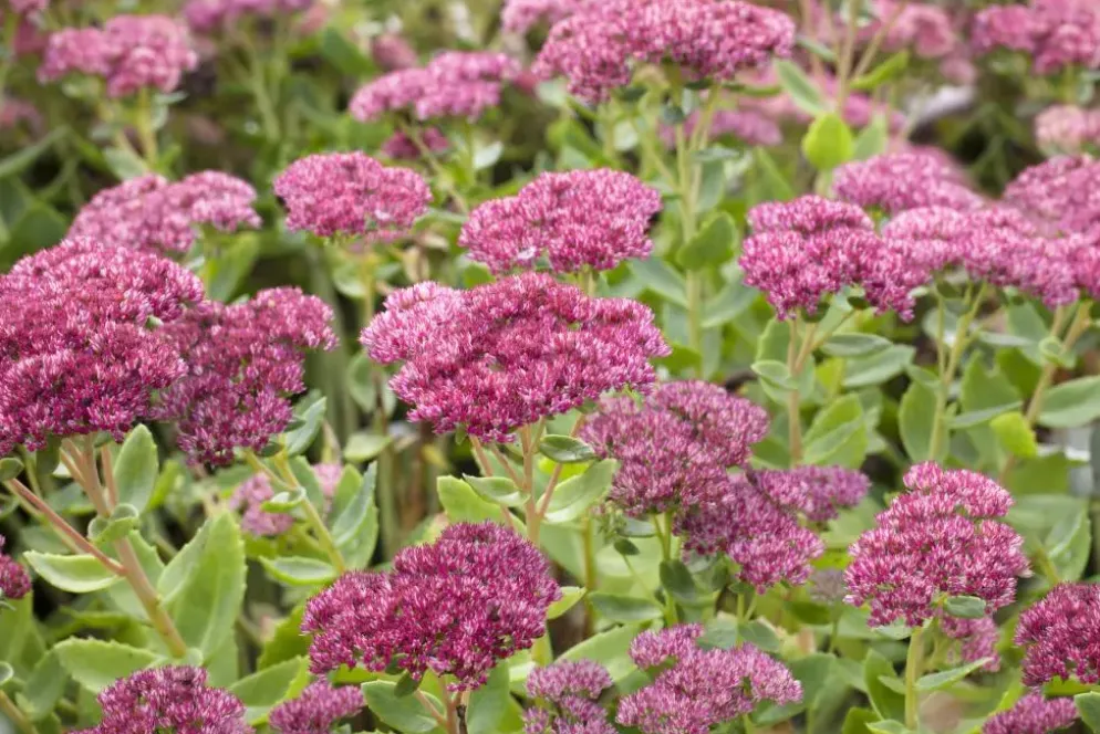 Sedum 'Herbstfreude' (Hemelsleutel)