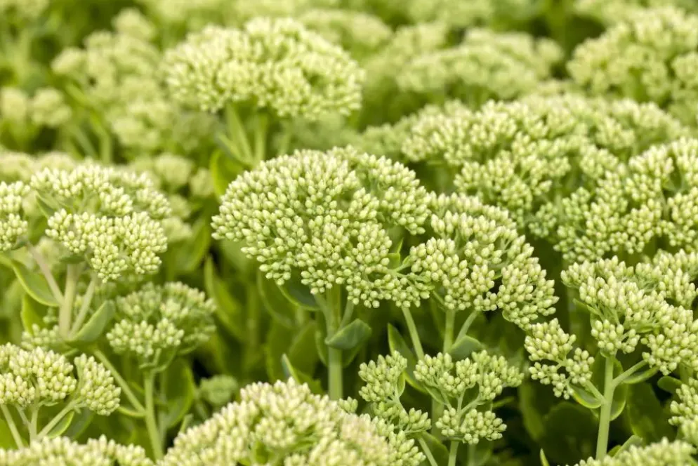 Sedum 'Herbstfreude' (Hemelsleutel)