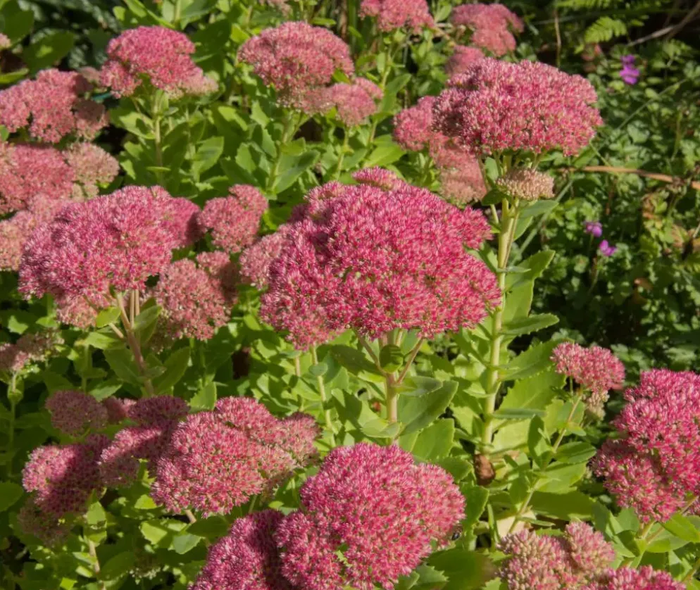 Sedum 'Herbstfreude' (Hemelsleutel)