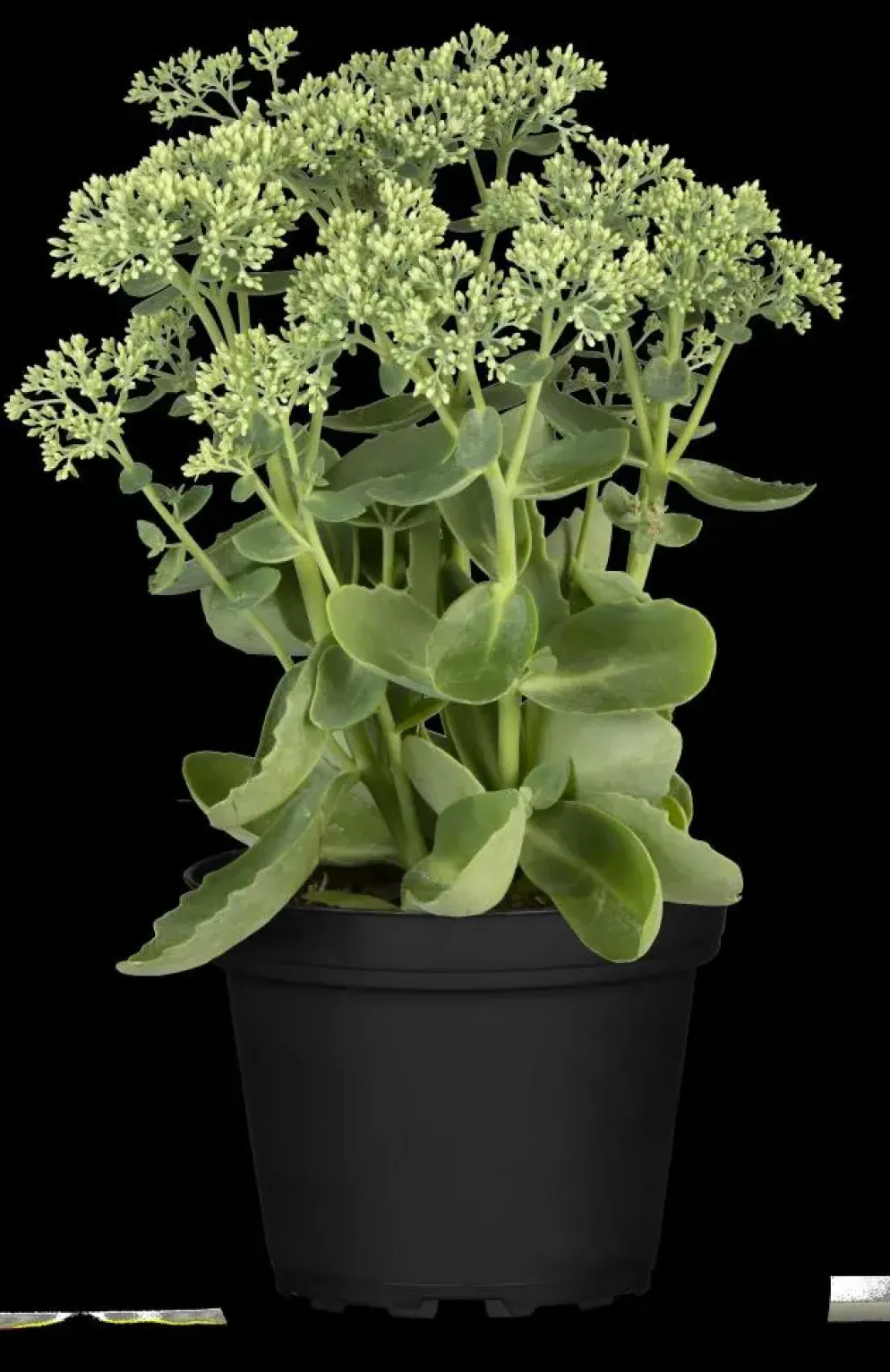 Sedum 'Herbstfreude' (Hemelsleutel)