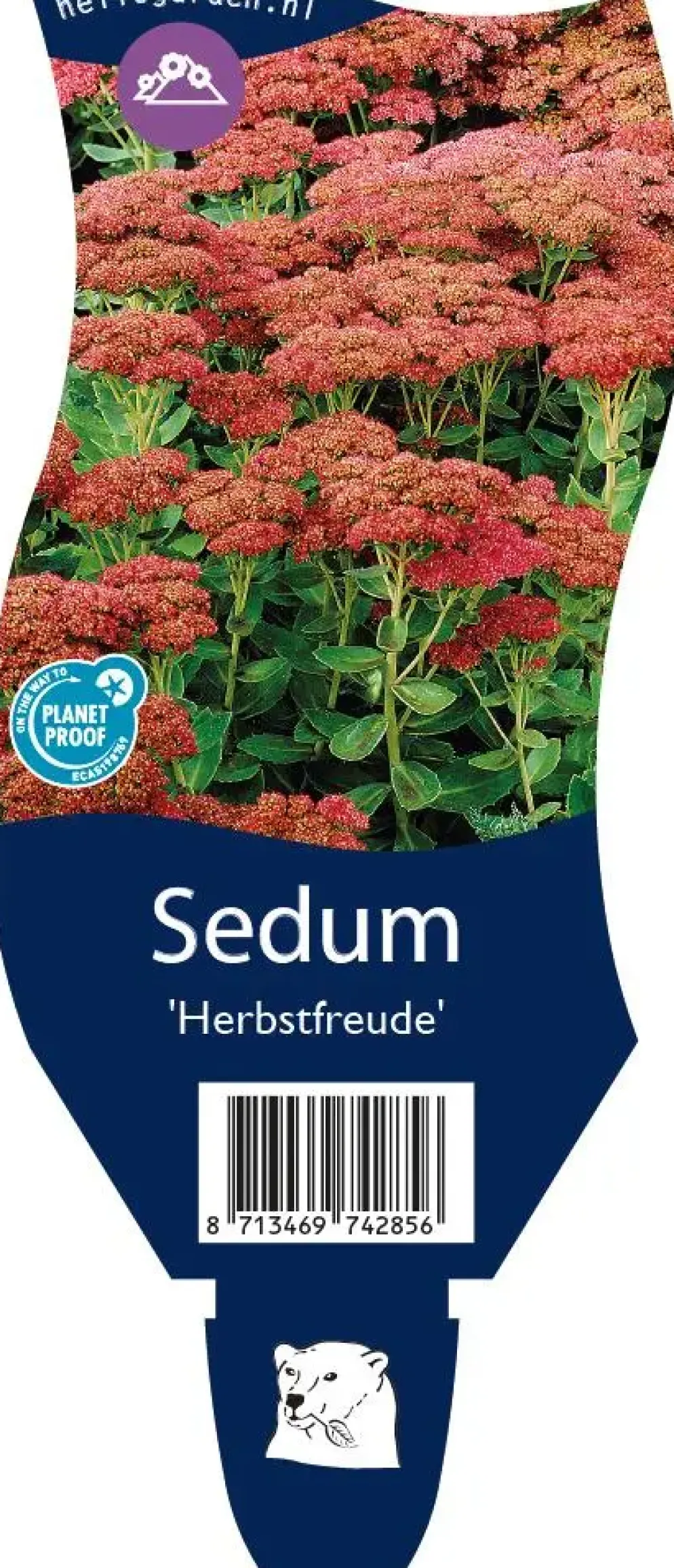 Sedum 'Herbstfreude' (Hemelsleutel)