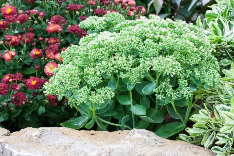 Sedum 'Herbstfreude' (Hemelsleutel)