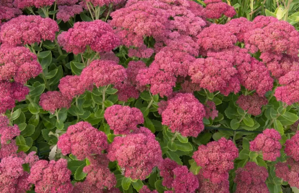 Sedum 'Herbstfreude' (Hemelsleutel)