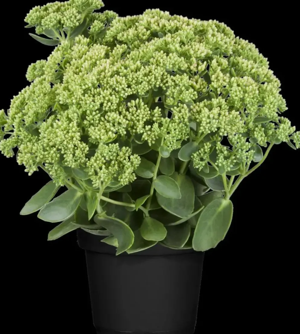 Sedum 'Herbstfreude' (Hemelsleutel)