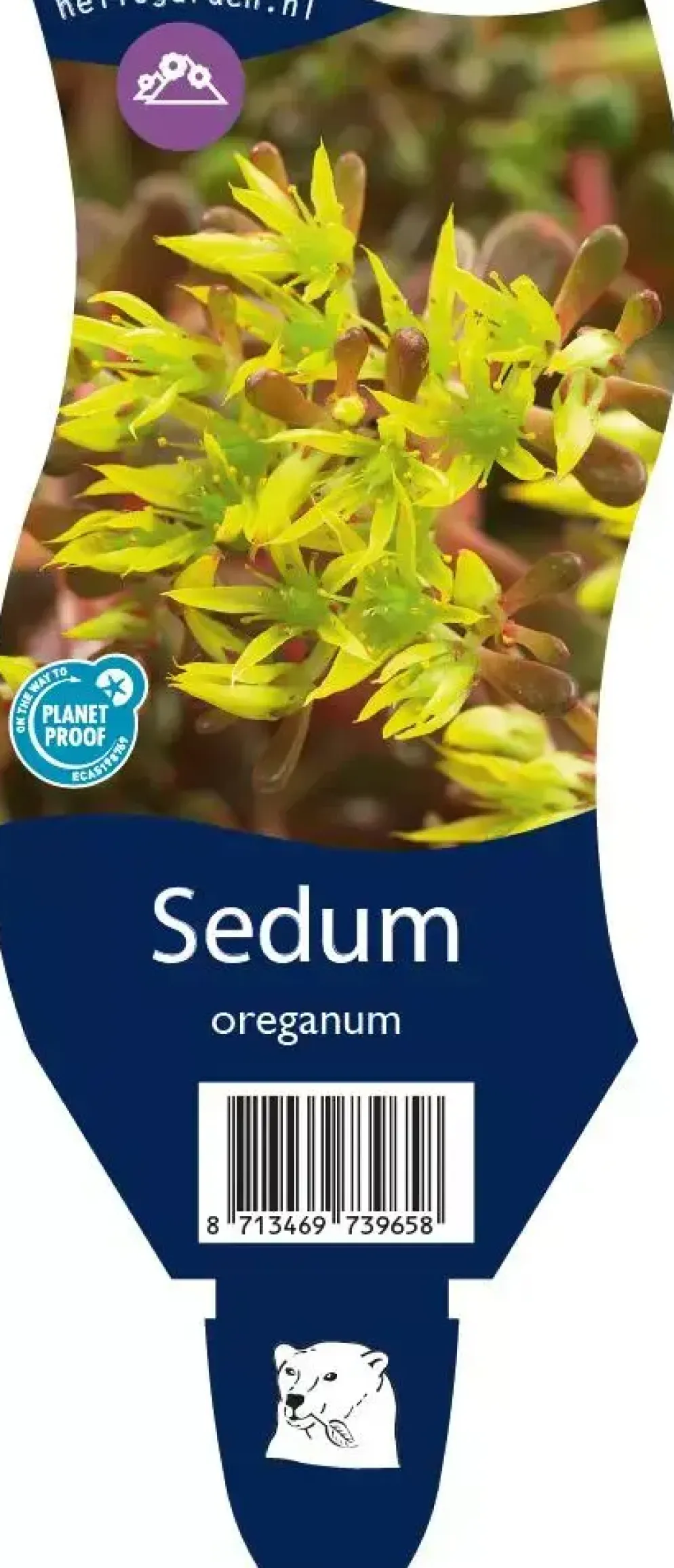 Sedum oreganum (Vetkruid)