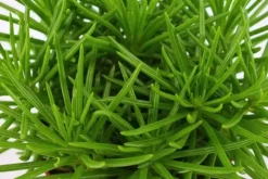 Senecio himalaya (Kruiskruid) 20cm