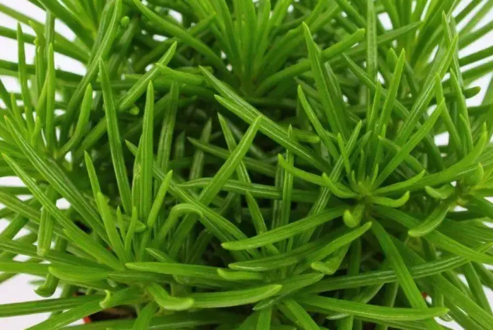 Senecio himalaya (Kruiskruid) 20cm