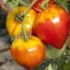 Solanum lycopersicum (Tomaat)