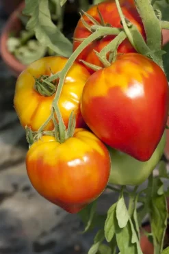 Solanum lycopersicum (Tomaat)