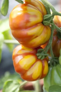 Solanum lycopersicum (Tomaat)