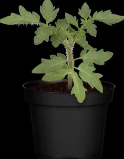 Solanum lycopersicum (Tomaat)