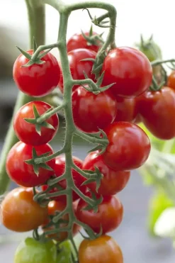 Solanum lycopersicum (Tomaat)